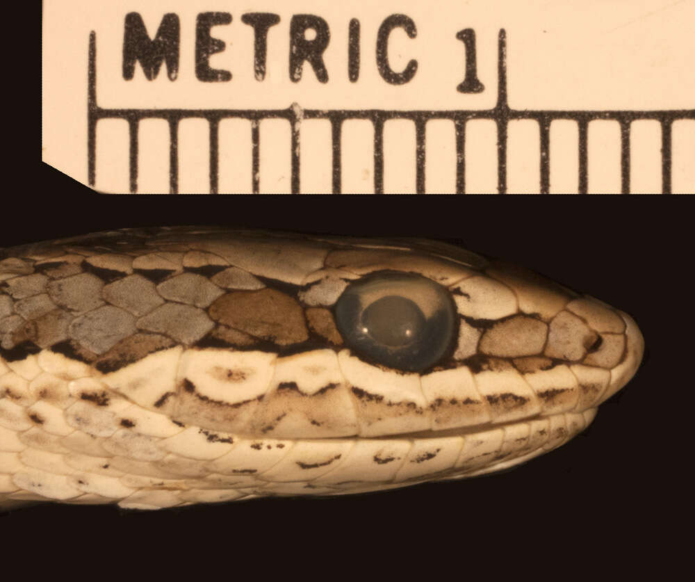 Image of Grey-bellied Grass Snake