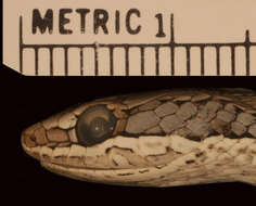 Image of Grey-bellied Grass Snake