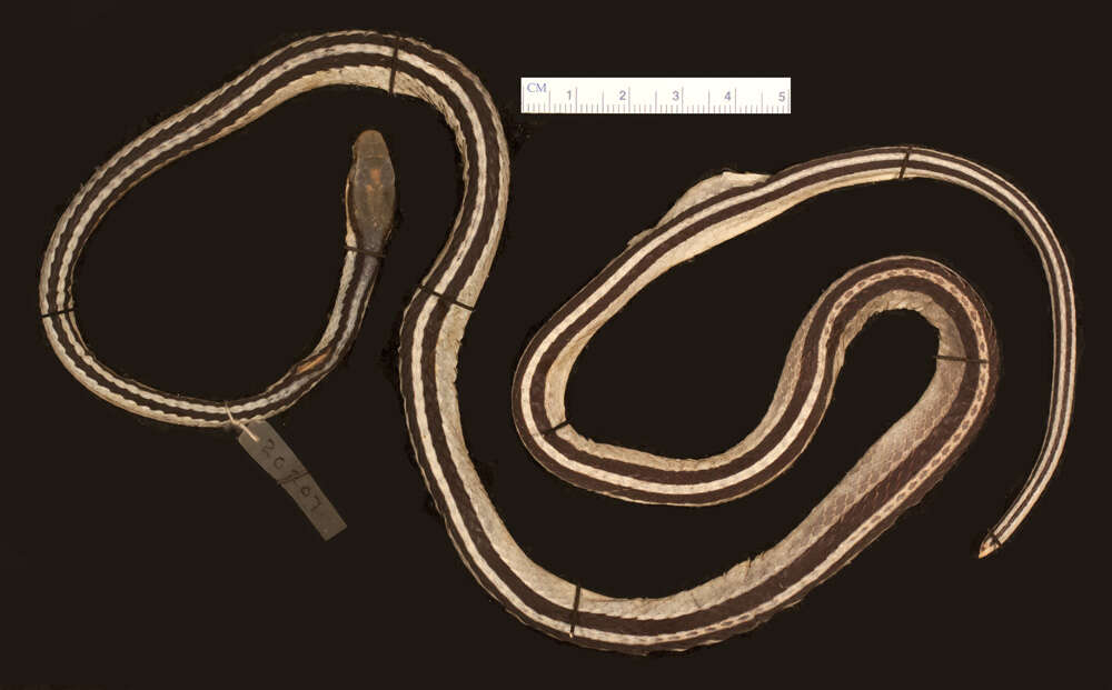 Image of Leptodrymus Amaral 1927