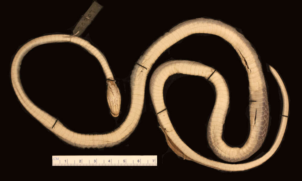 Image of Leptodrymus Amaral 1927