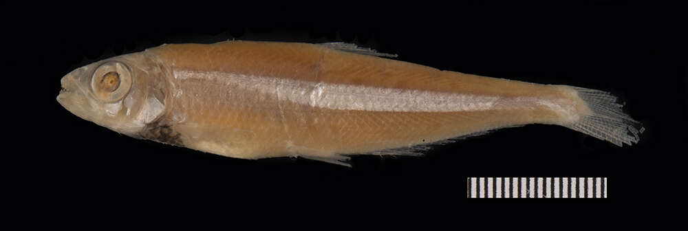 Image of Iguanodectidae