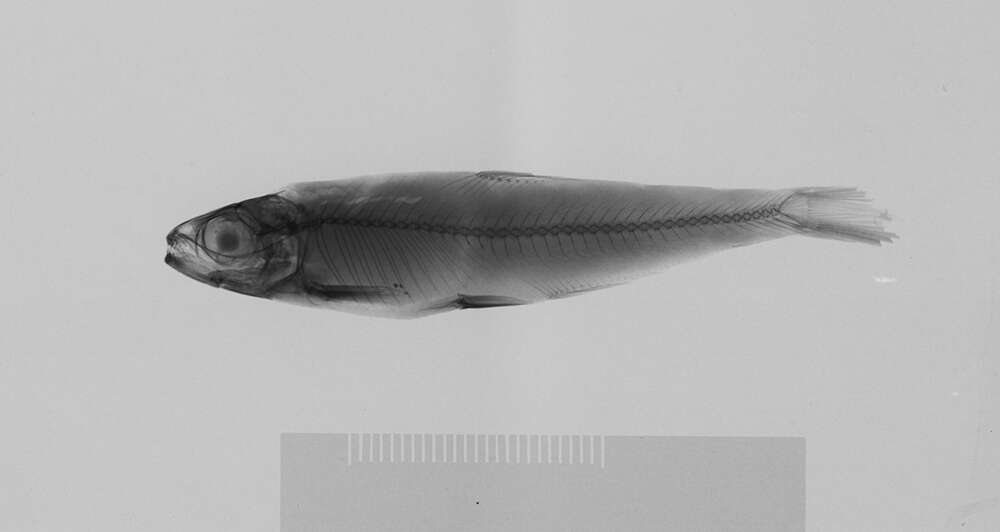 Image of Bryconops gracilis (Eigenmann 1908)