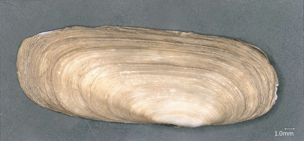 Image de Novaculina gangetica Benson 1830