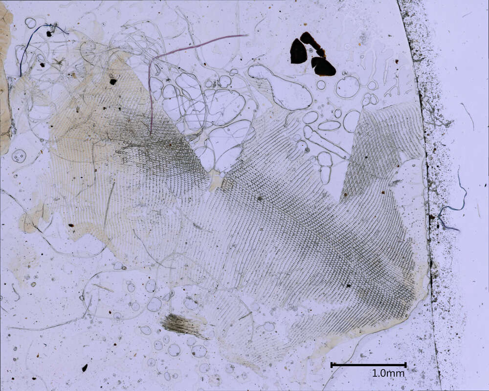 Image of <i>Amphibulima appendiculata</i>