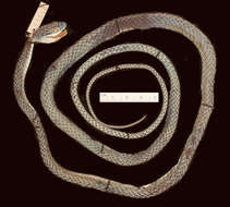 Leptophis ahaetulla bolivianus Oliver 1942的圖片