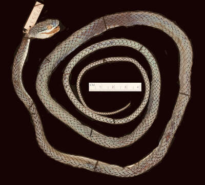 Sivun Leptophis ahaetulla bolivianus Oliver 1942 kuva