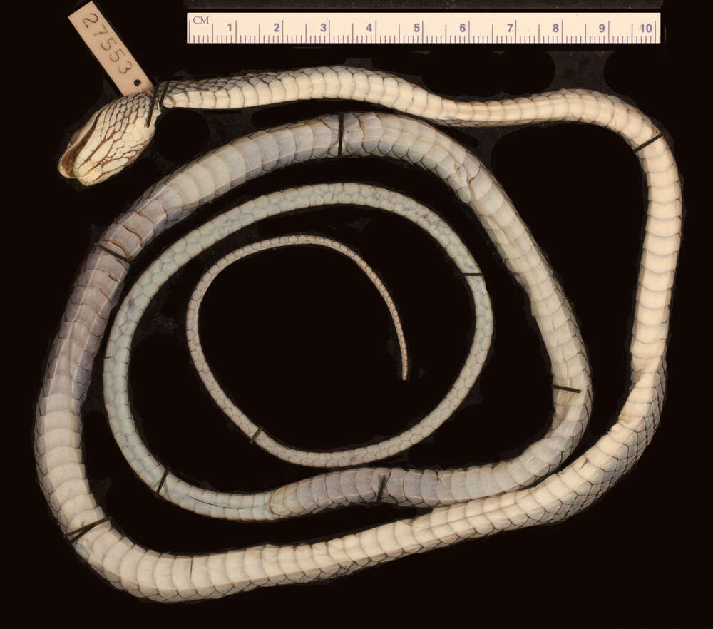 Leptophis ahaetulla bolivianus Oliver 1942的圖片