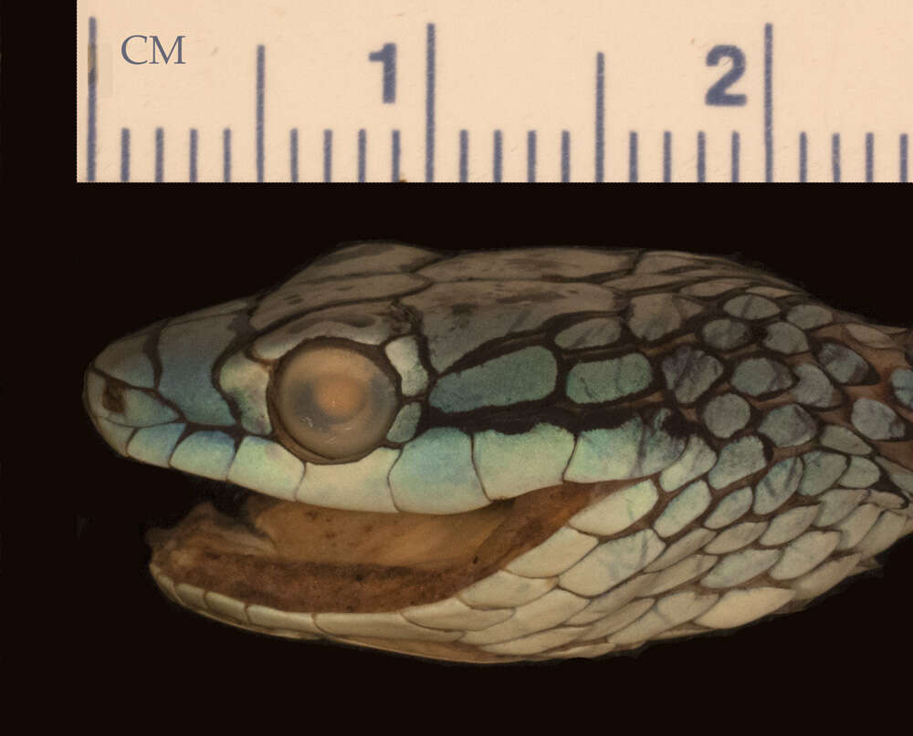 Leptophis ahaetulla bolivianus Oliver 1942的圖片