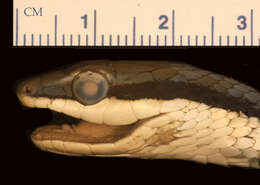 Leptophis mexicanus yucatanensis Oliver 1942的圖片