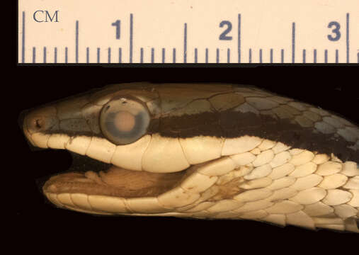 Leptophis mexicanus yucatanensis Oliver 1942的圖片