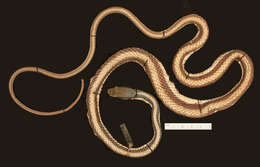 Leptophis mexicanus yucatanensis Oliver 1942的圖片