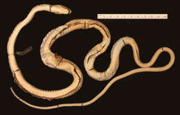 Leptophis mexicanus yucatanensis Oliver 1942的圖片