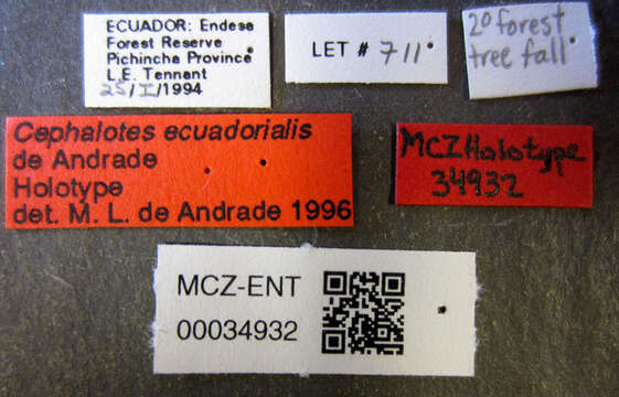 Cephalotes ecuadorialis De Andrade 1999 resmi