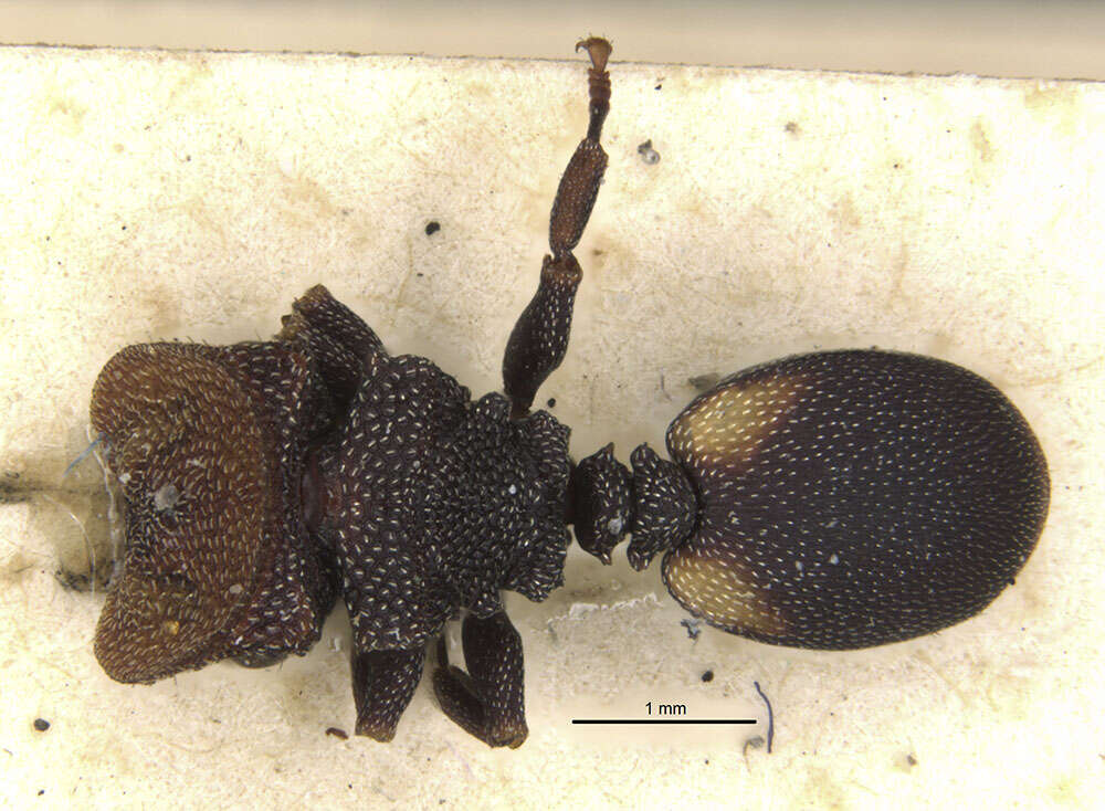 Image de Cephalotes bimaculatus (Smith 1860)