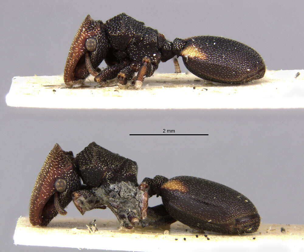 Image de Cephalotes bimaculatus (Smith 1860)