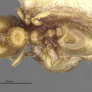 Image of <i>Carebara taiponica</i>