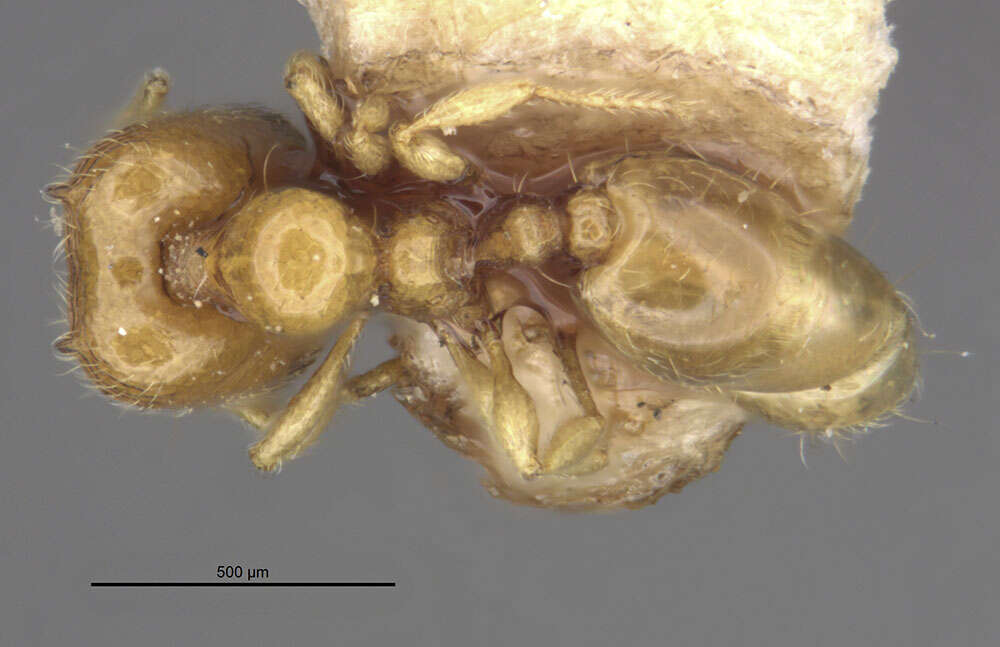 Image of <i>Carebara taiponica</i>