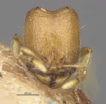 Image of <i>Carebara taiponica</i>