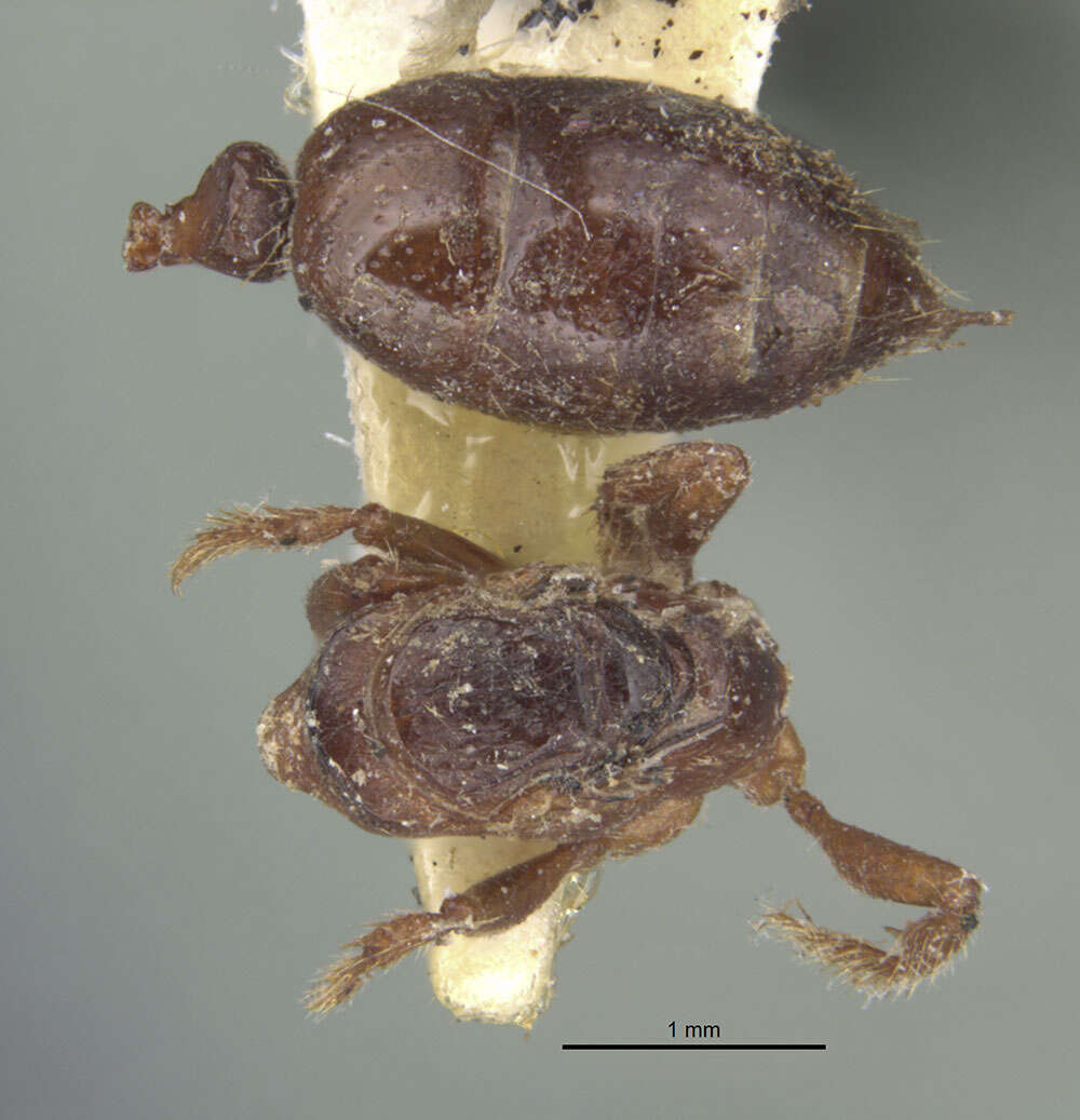 Plancia ëd Centromyrmex feae (Emery 1889)