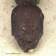 Image of <i>Cataglyphis gaetula</i>