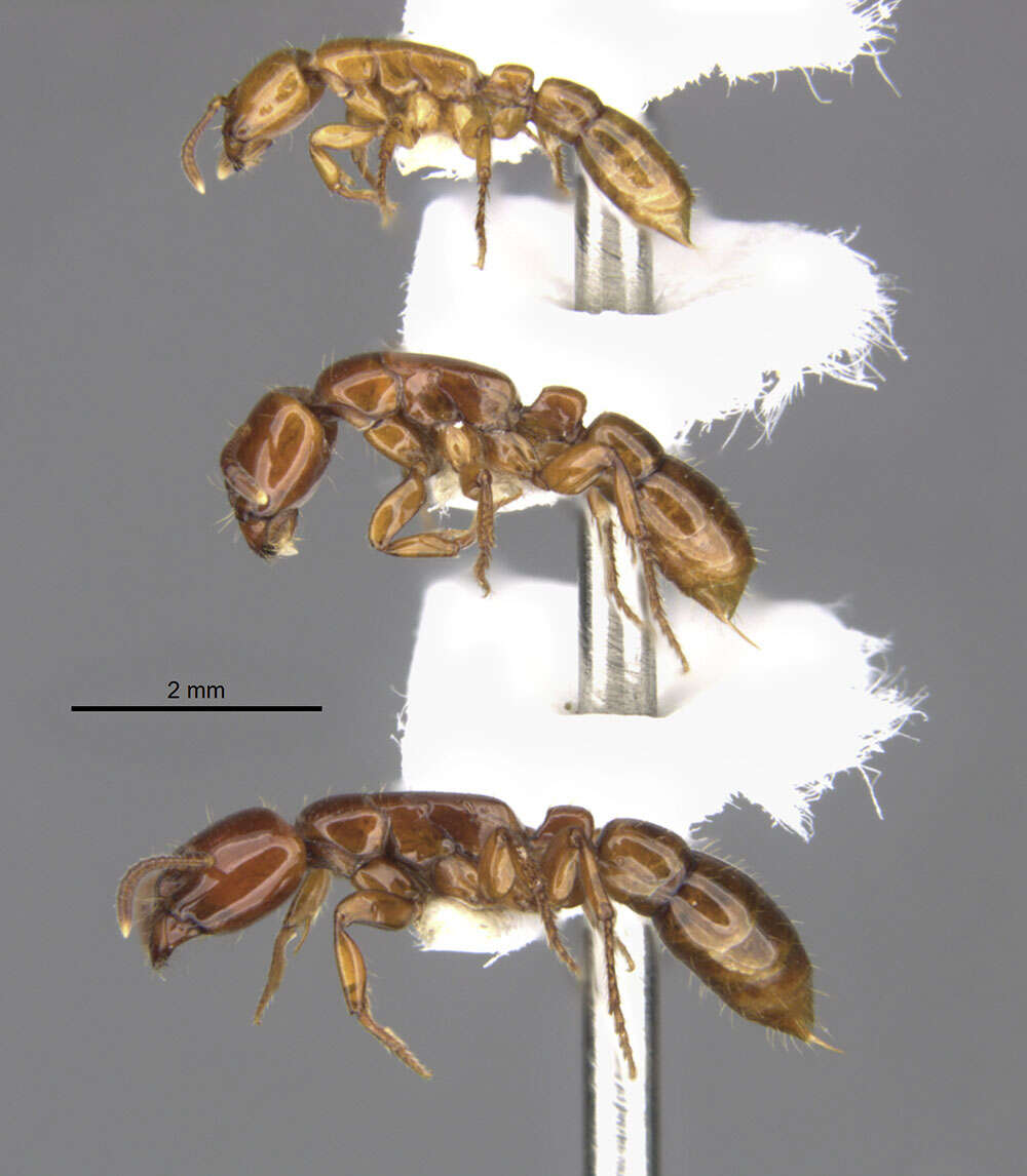 Image de <i>Centromyrmex secutor</i>