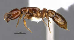 Image de <i>Centromyrmex secutor</i>