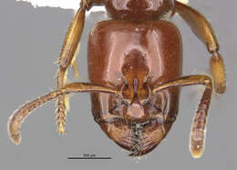 Image de <i>Centromyrmex secutor</i>