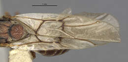Image of <i>Disholcaspis pruniformis</i>