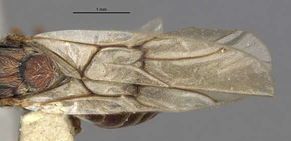 Imagem de <i>Disholcaspis pruniformis</i>