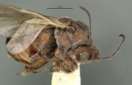 Imagem de <i>Disholcaspis pruniformis</i>