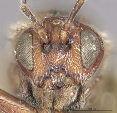 Imagem de <i>Disholcaspis pruniformis</i>