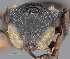 Cephalotes resmi