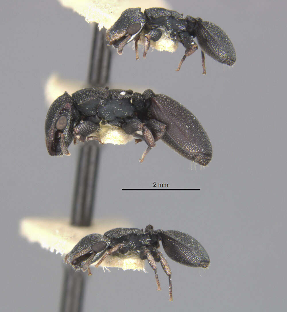 Cephalotes manni (Kempf 1951) resmi