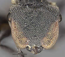 Imagem de <i>Cephalotes goniodontus</i>