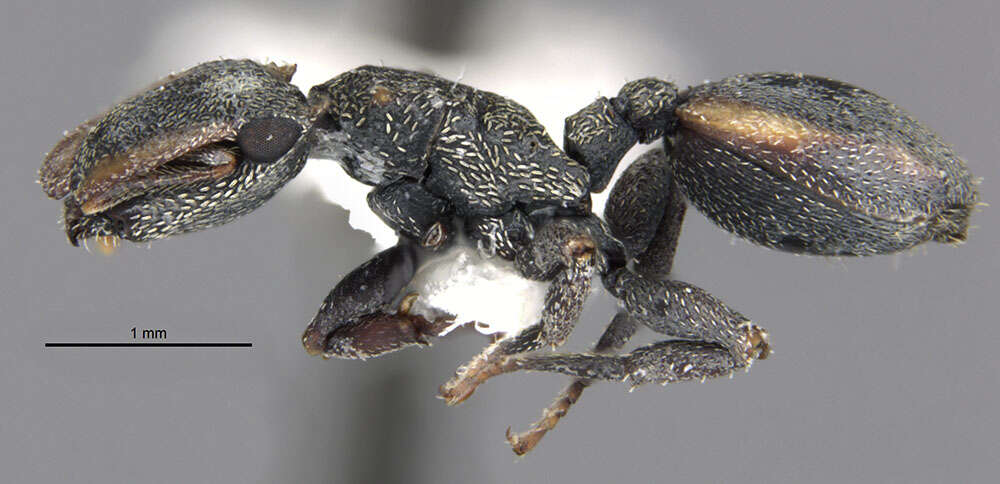 Cephalotes ecuadorialis De Andrade 1999 resmi