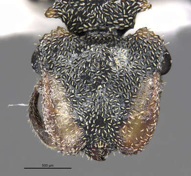 Cephalotes ecuadorialis De Andrade 1999 resmi