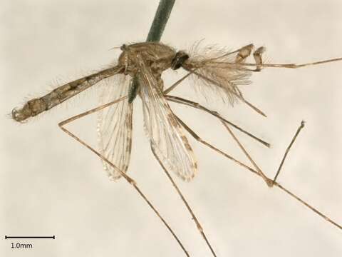 Image of Anopheles gambiae Giles 1902