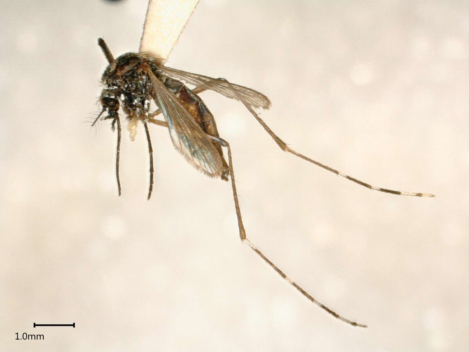 Image of Dengue fever mosquito