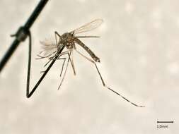 Image of Dengue fever mosquito