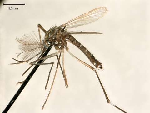 Image of Dengue fever mosquito