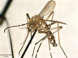 Image of Dengue fever mosquito