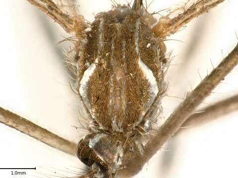 Image of Dengue fever mosquito