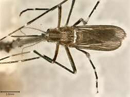 Image of Dengue fever mosquito