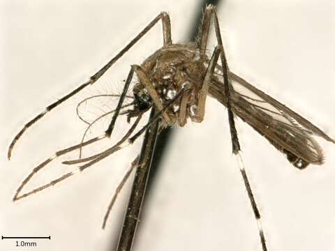 Image de Aedes aegypti (Linnaeus 1762)