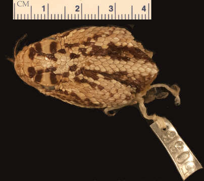 Image of Crotalus durissus durissus Linnaeus 1758