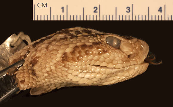 Image of Crotalus durissus durissus Linnaeus 1758