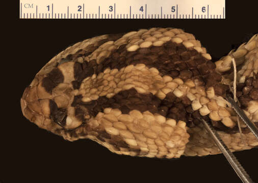 Image of Crotalus durissus durissus Linnaeus 1758