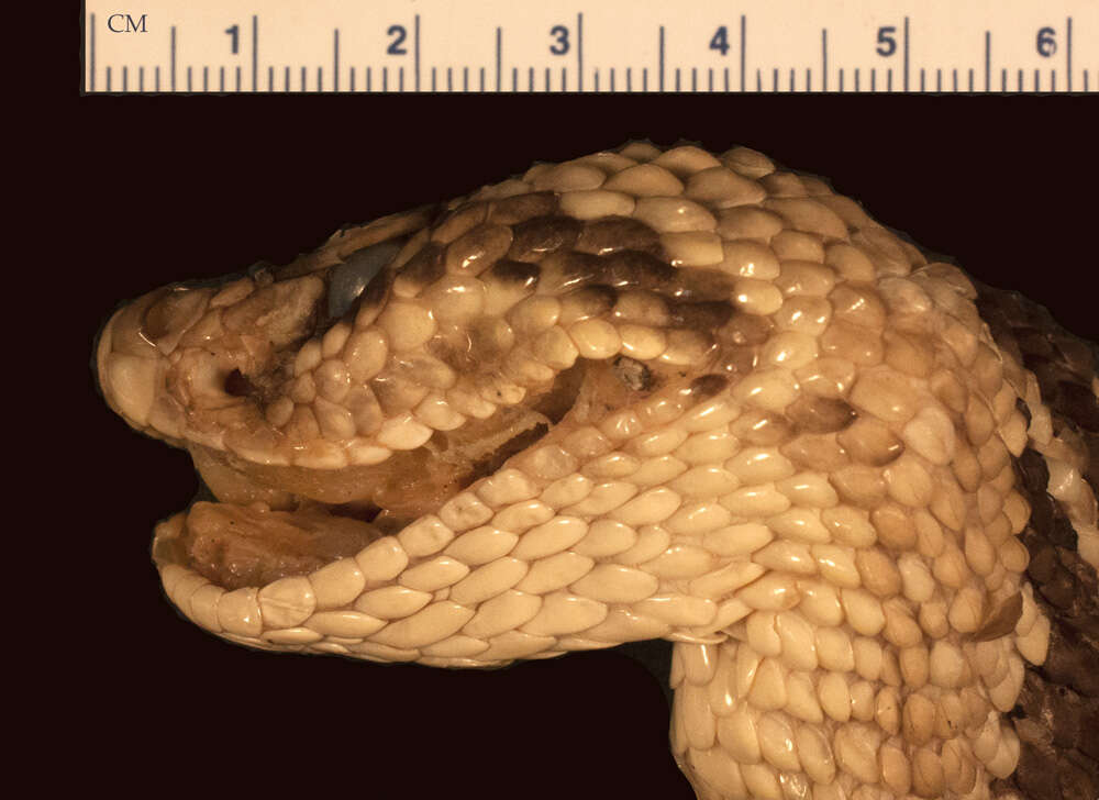 Image of Crotalus durissus durissus Linnaeus 1758