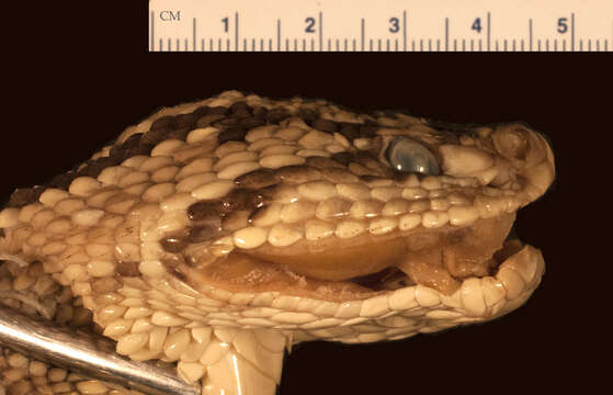 Image of Crotalus durissus durissus Linnaeus 1758