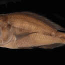 Image of Harpagochromis